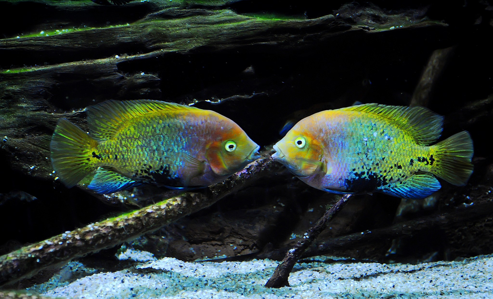 La Voz de los Peces. Los peces tienen voz y se comunican desde miles de kilómetros a través del SOFAR, un canal de sonido en el océano